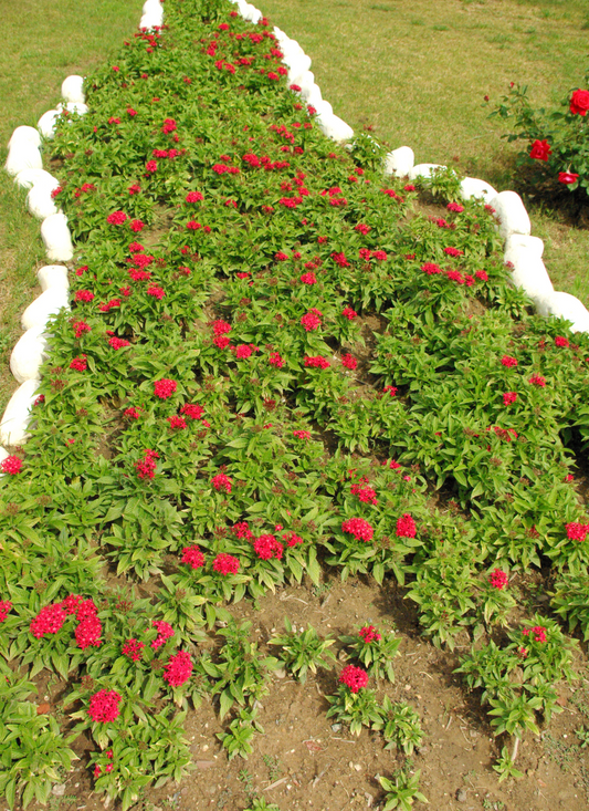 Garden Pathway Red Blossoms Paint by Numbers Kit