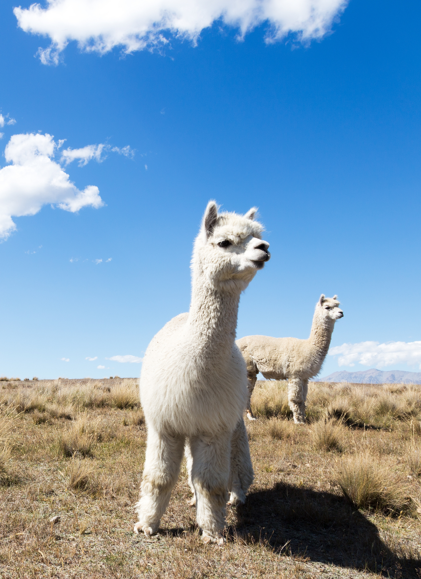 Alpacas Under Blue Skies – Paint by Numbers Kit