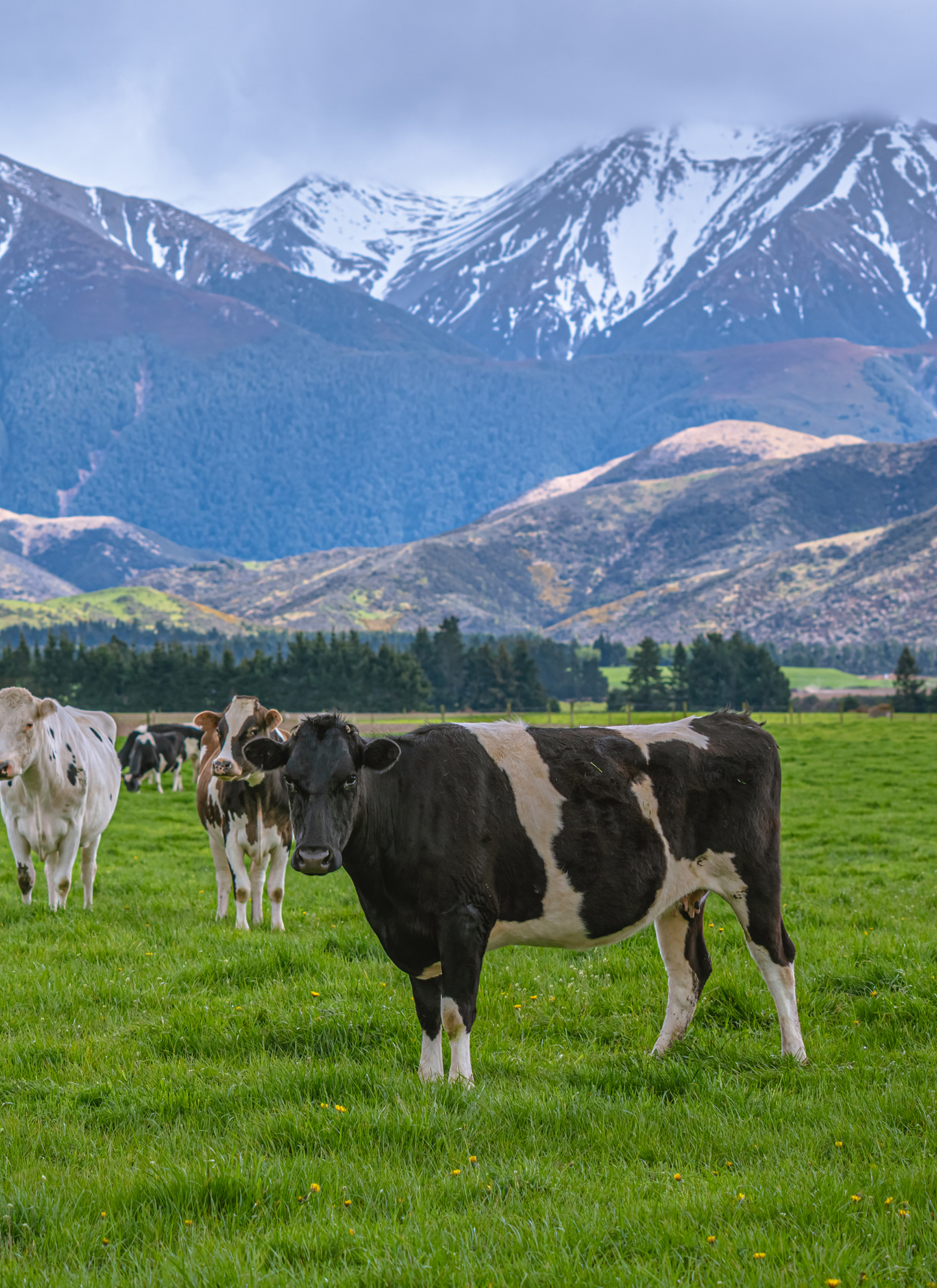 Pasture Serenity – Cow Paint by Numbers Kit