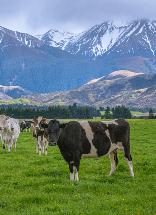 Pasture Serenity – Cow Paint by Numbers Kit