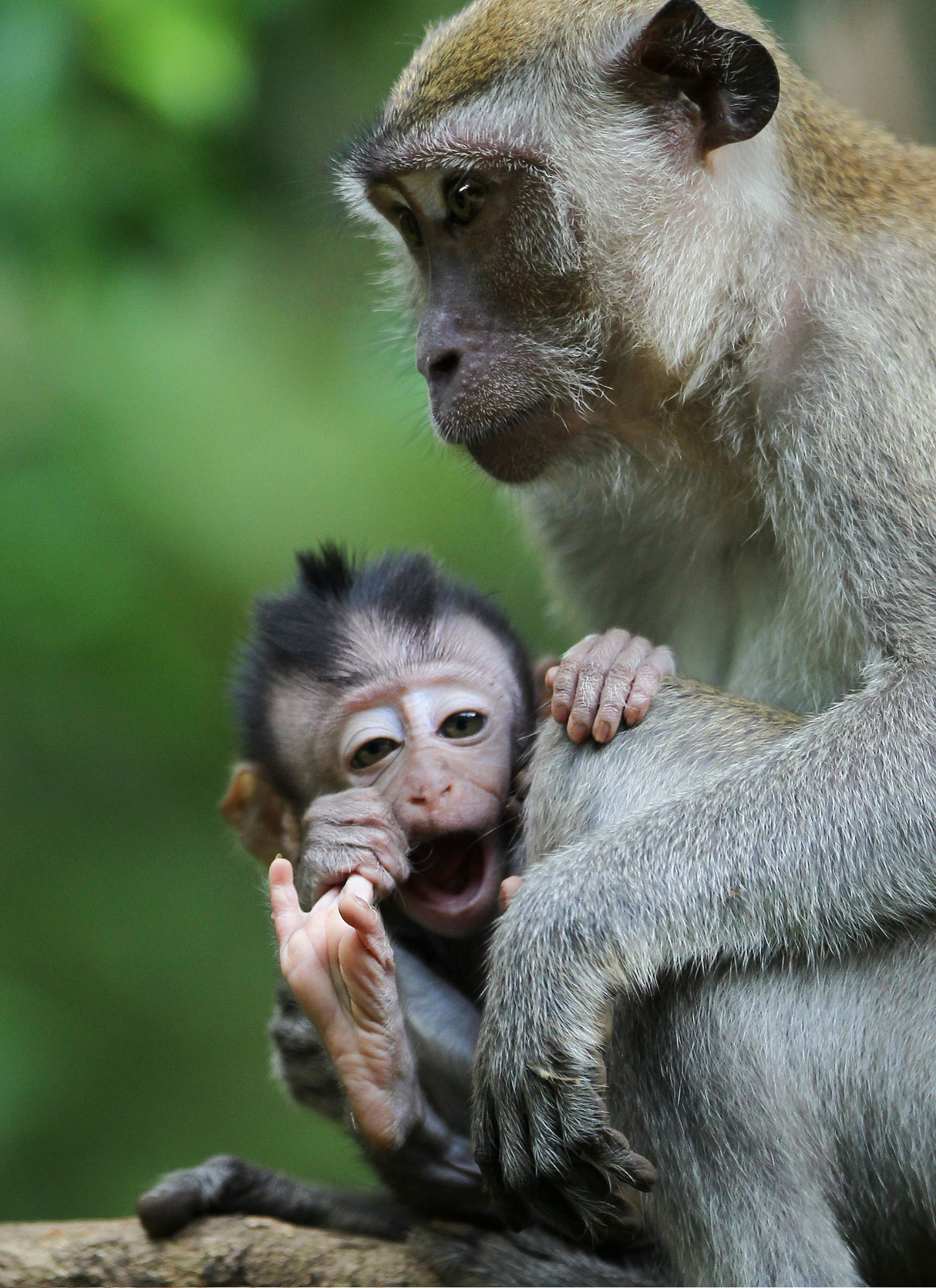 Monkey Love – Paint by Numbers Kit