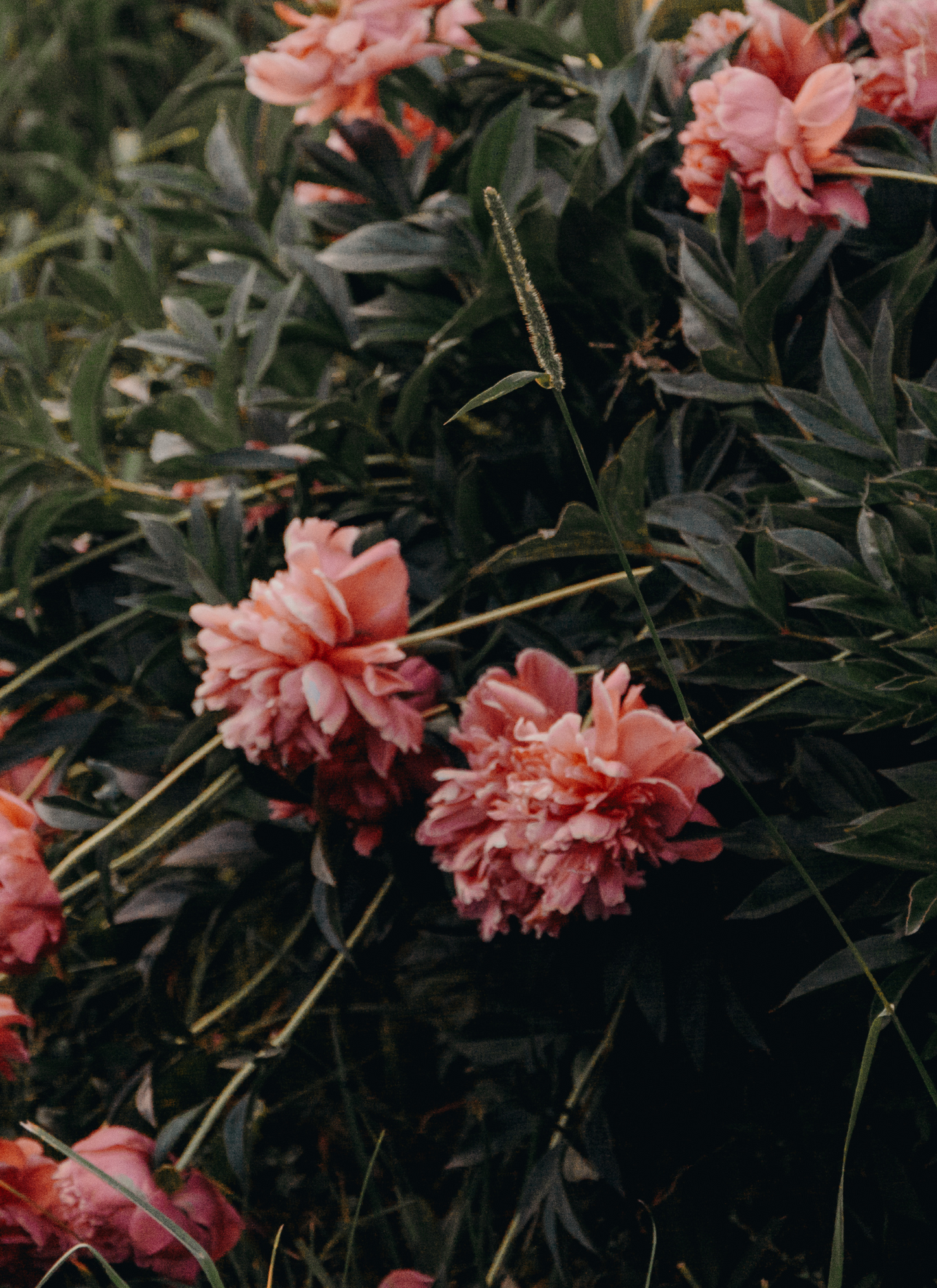 Peony Garden – Soft Pink Bloom Paint by Numbers Kit