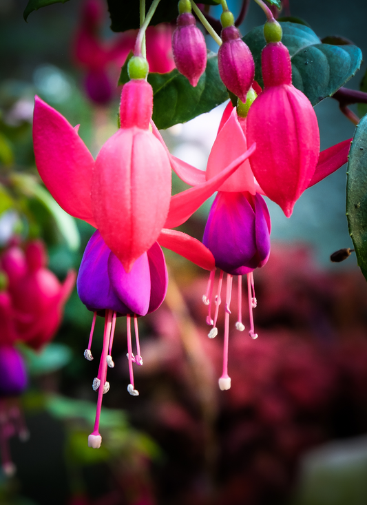 Dancing Fuchsias – Paint by Numbers Kit