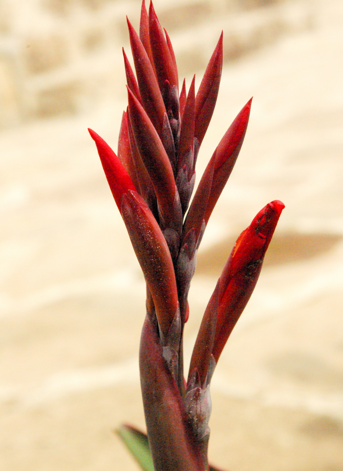 Scarlet Awakening – Paint by Numbers Kit