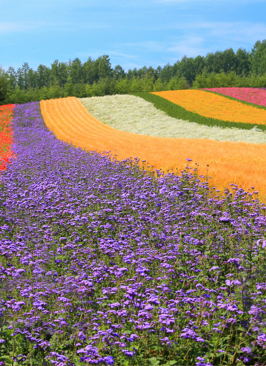 Rainbow Fields in Bloom – Paint by Numbers Kit
