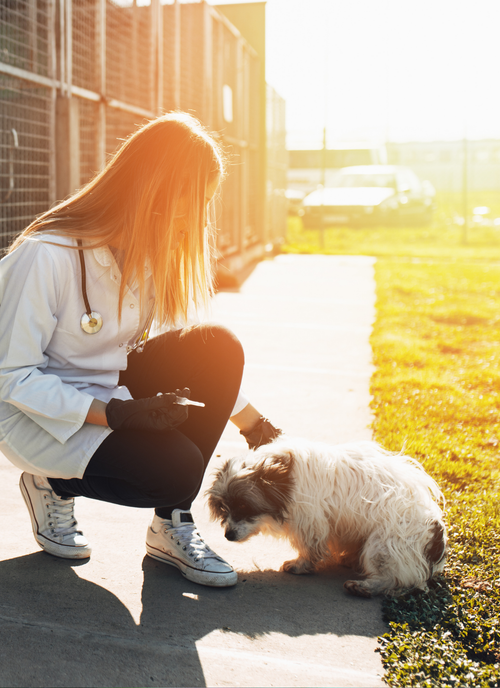 Vet’s Tender Touch – Paint by Numbers Kit