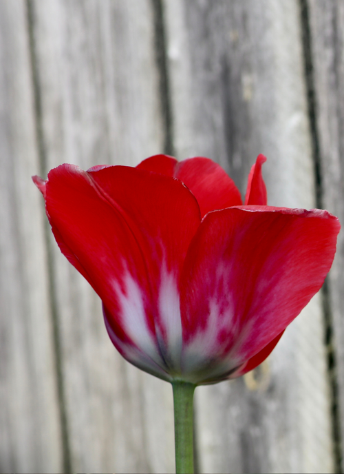 Crimson Tulip Elegance – Paint by Numbers Kit