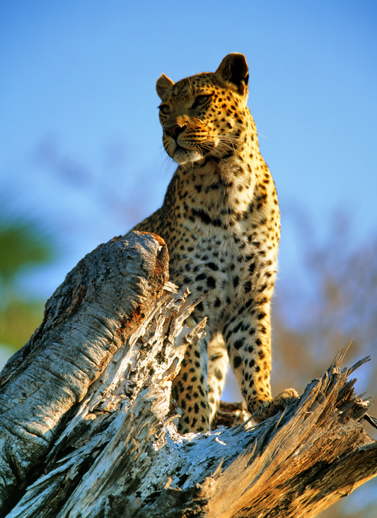 Majestic Leopard Lookout – Paint by Numbers Kit