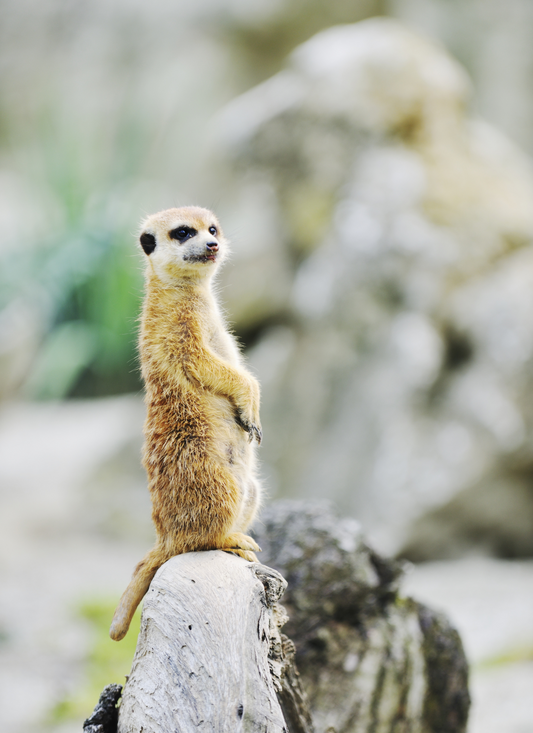Alert Meerkat – Paint by Numbers Kit