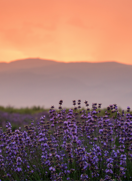 Lavender Sunset Serenity – Paint by Numbers Kit