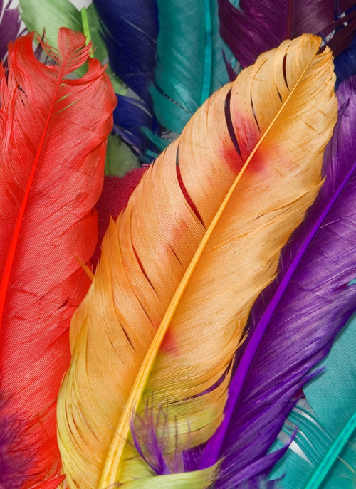 Feathers of Color - Paint by Numbers