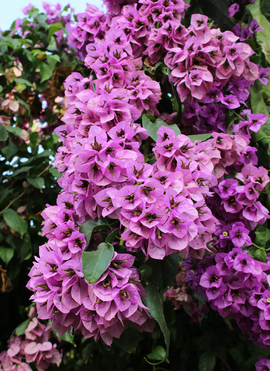 Vibrant Bougainvillea Cascade – Paint by Numbers Kit
