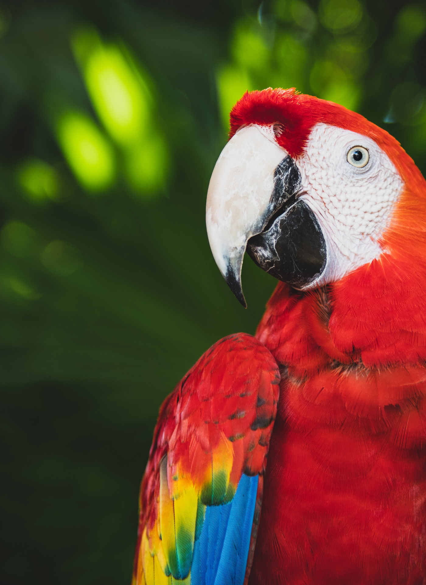 Vibrant Scarlet Macaw – Paint by Numbers Kit