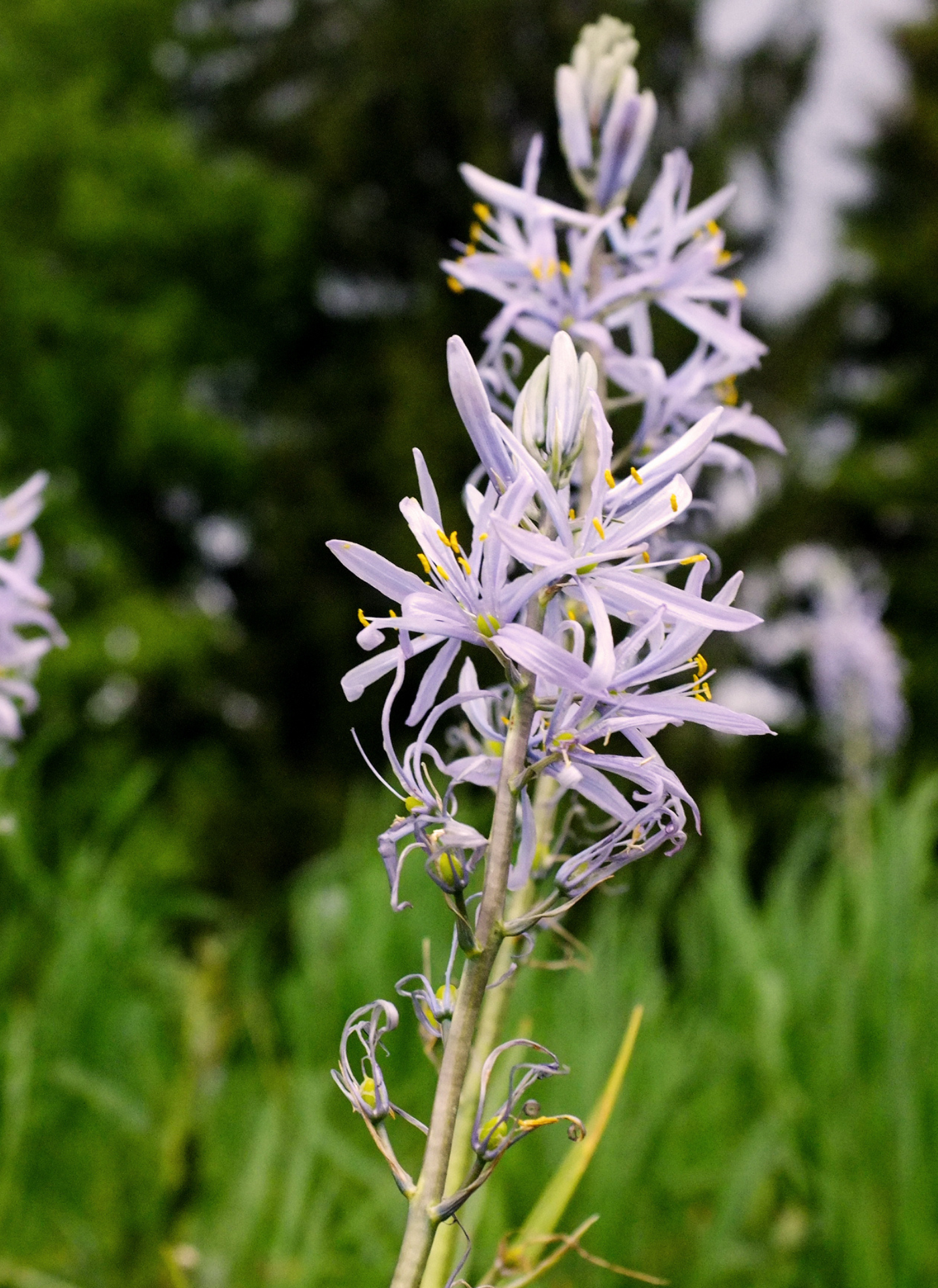 Lavender Wildflower – Serene Paint by Numbers Kit