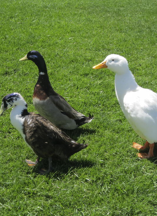 Three Charming Ducks on Green Grass – Paint by Numbers Kit