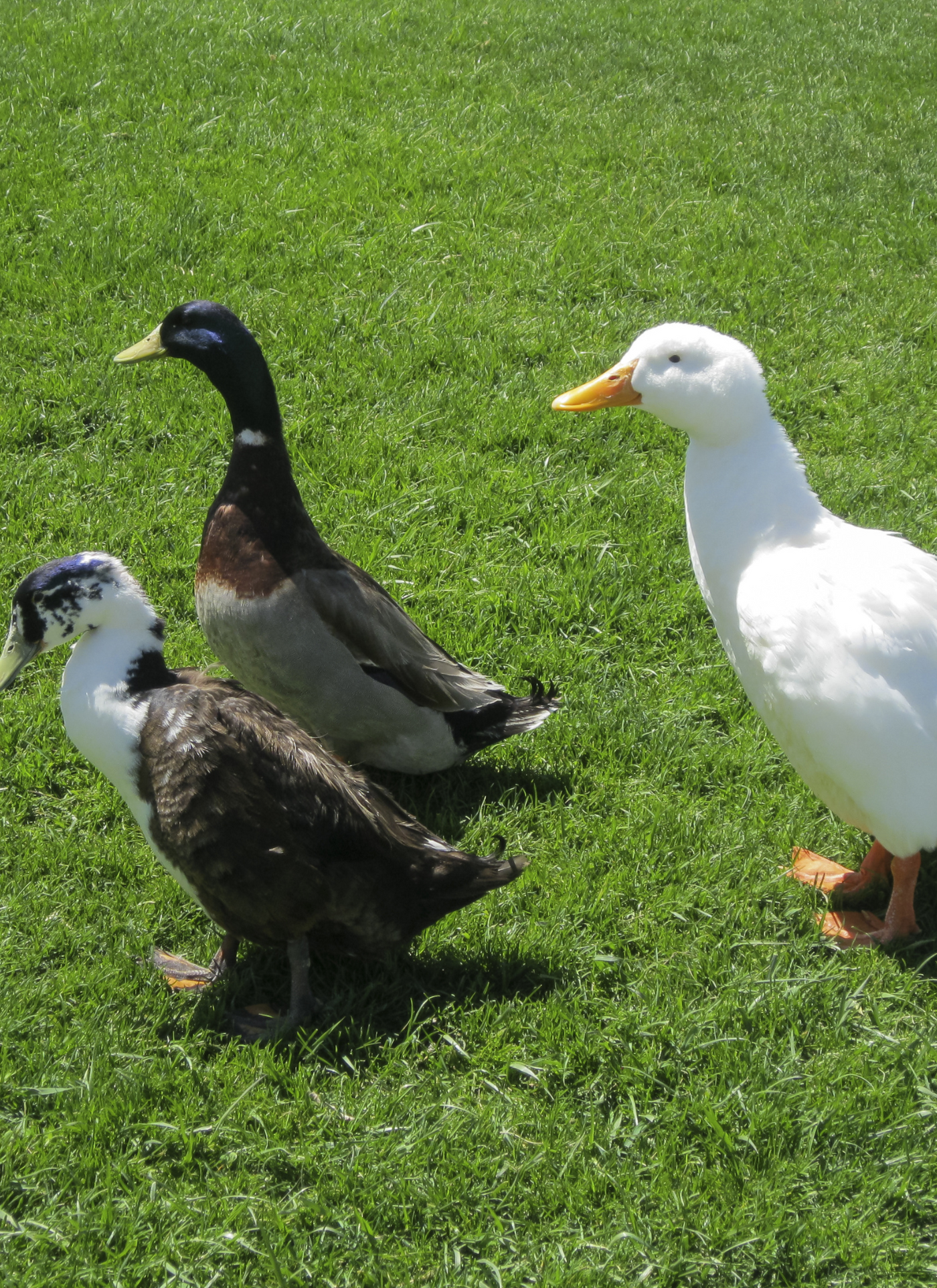 Three Charming Ducks on Green Grass – Paint by Numbers Kit