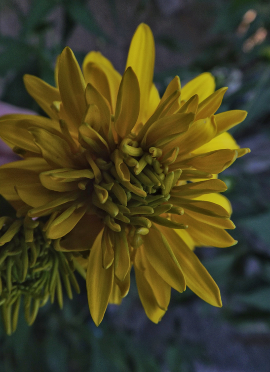Sunshine Blossom: Yellow Flower Paint by Numbers Kit
