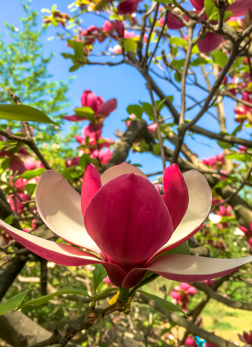 Magnolia Bloom – Vibrant Flower Paint by Numbers Kit