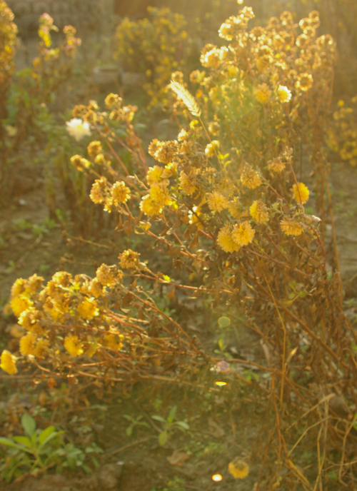 Golden Bloom Garden – Paint by Numbers Kit