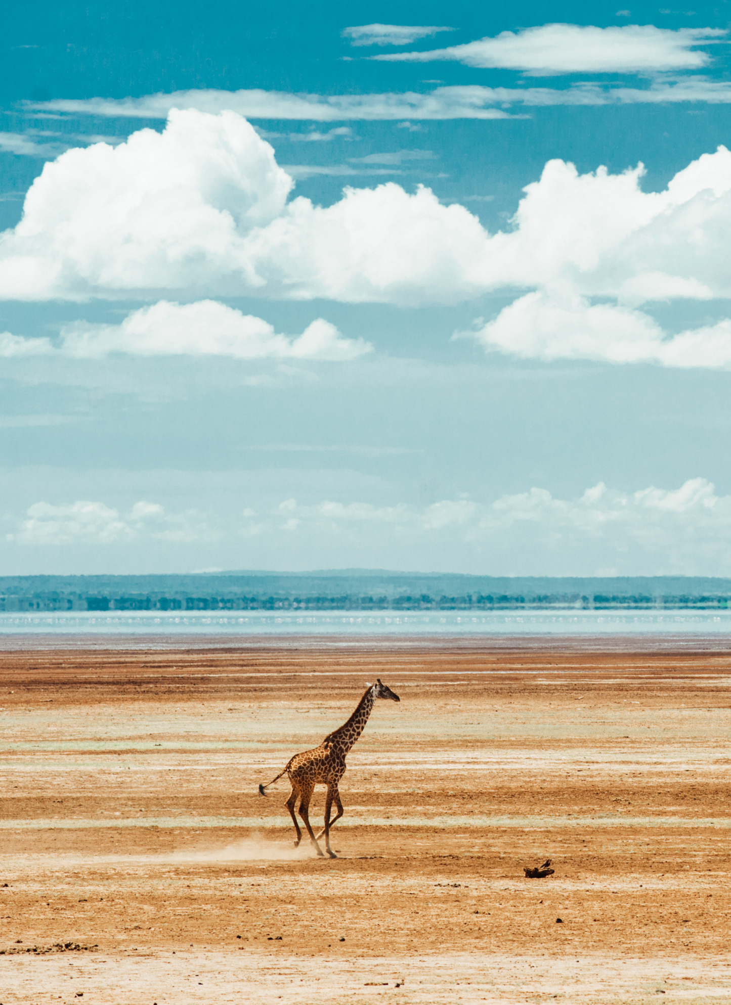 Savannah Grace – Giraffe Paint by Numbers