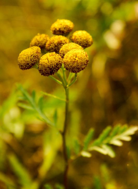 Golden Tansy Bloom – Paint by Numbers Kit