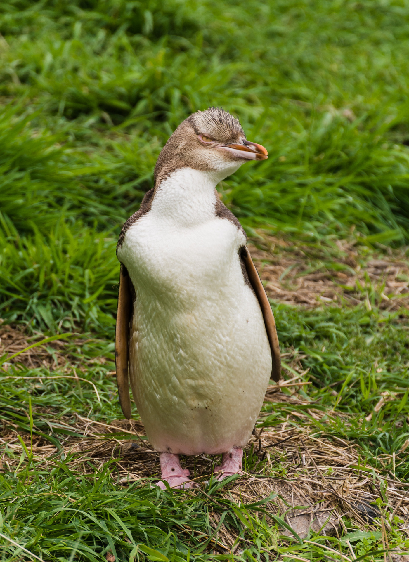 Gentle Penguin Stroll - Paint by Numbers Kit