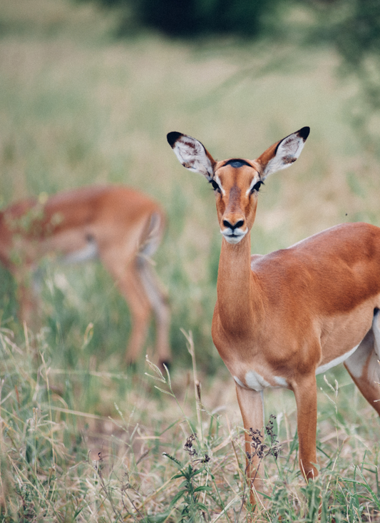 Savanna Elegance – Impala Paint by Numbers