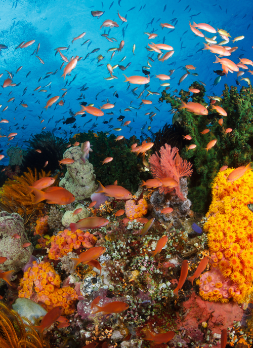 Underwater Paradise – Colorful Coral Reef Paint by Numbers Kit