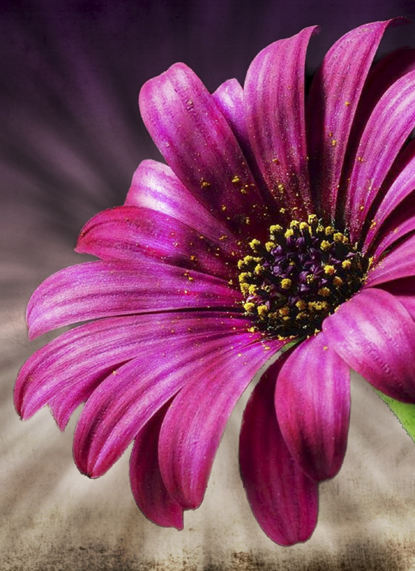 Purple Daisy in Bloom - Paint by Numbers