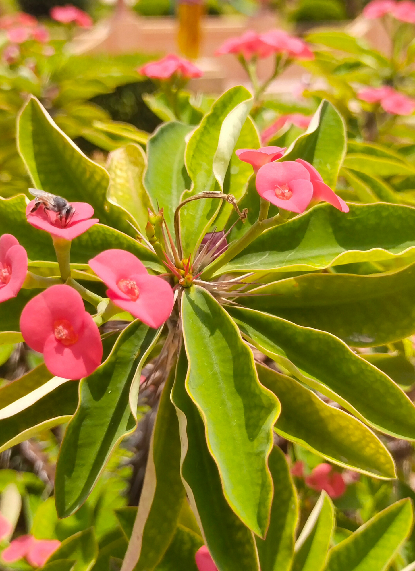 Pink Crown of Thorns in Bloom – Paint by Numbers Kit