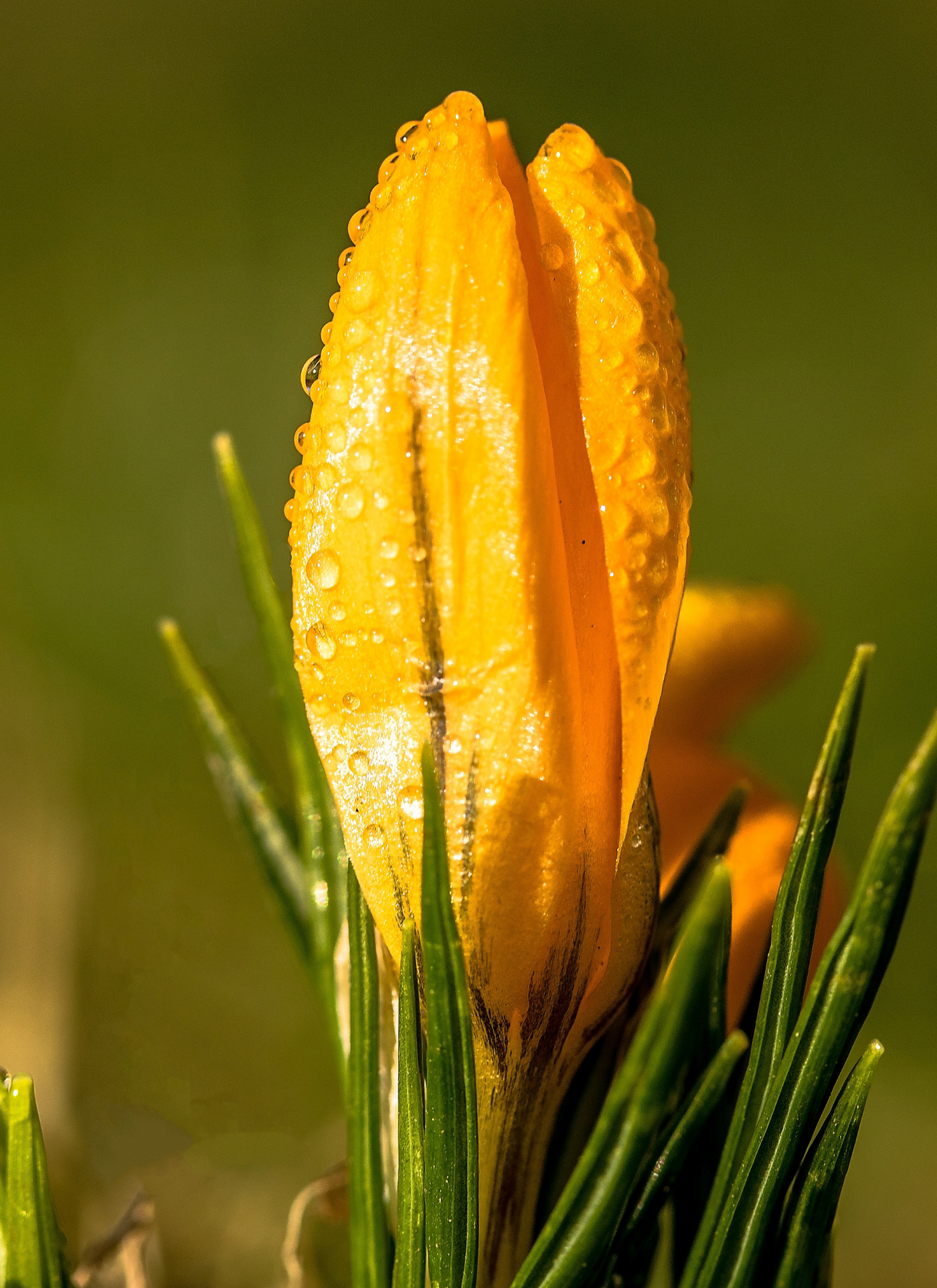 Golden Crocus Bloom – Premium Paint by Numbers Kit