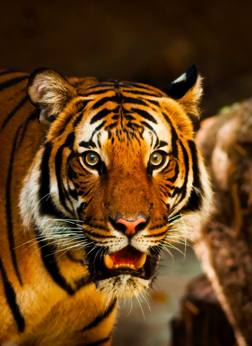 Fierce Jungle Eyes – Paint by Numbers Kit