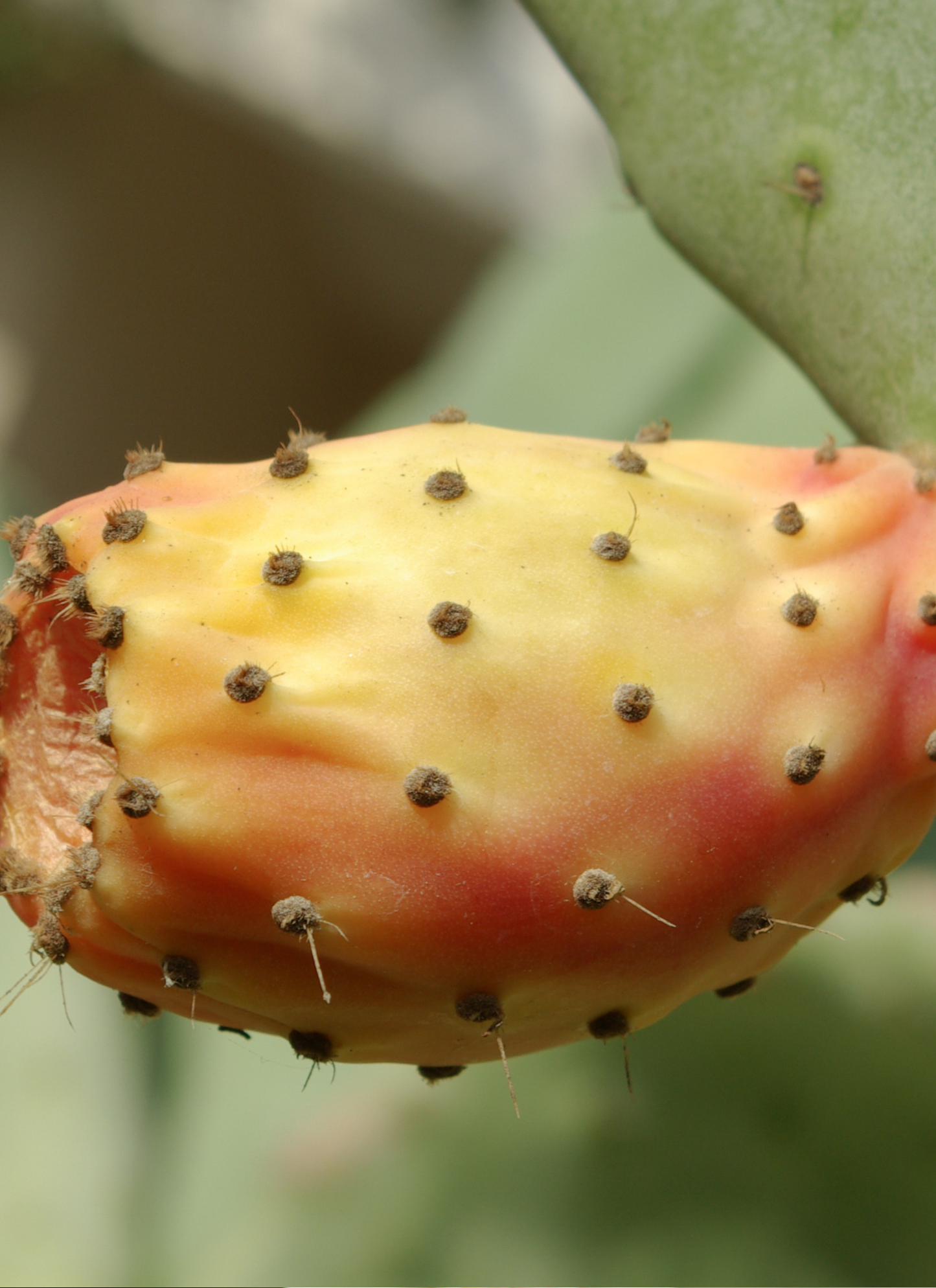 Prickly Pear Cactus Fruit – Paint by Numbers