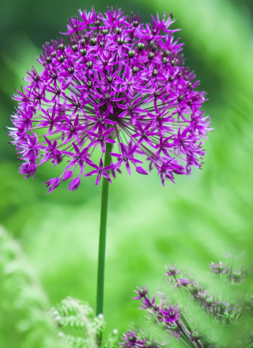 Purple Starburst – Paint by Numbers Kit