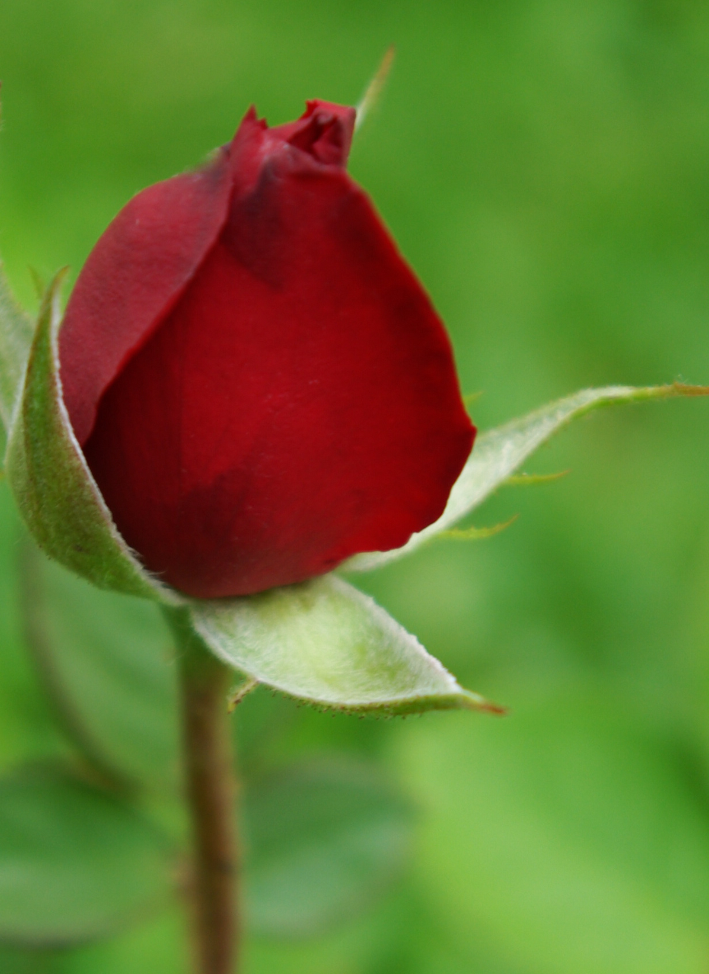 Red Rose Bloom – Premium Paint by Numbers Kit
