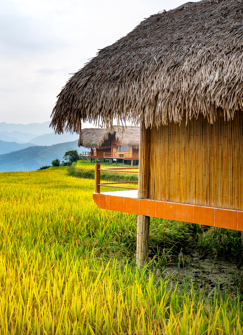 Golden Fields & Bamboo Huts – Vietnam Serenity