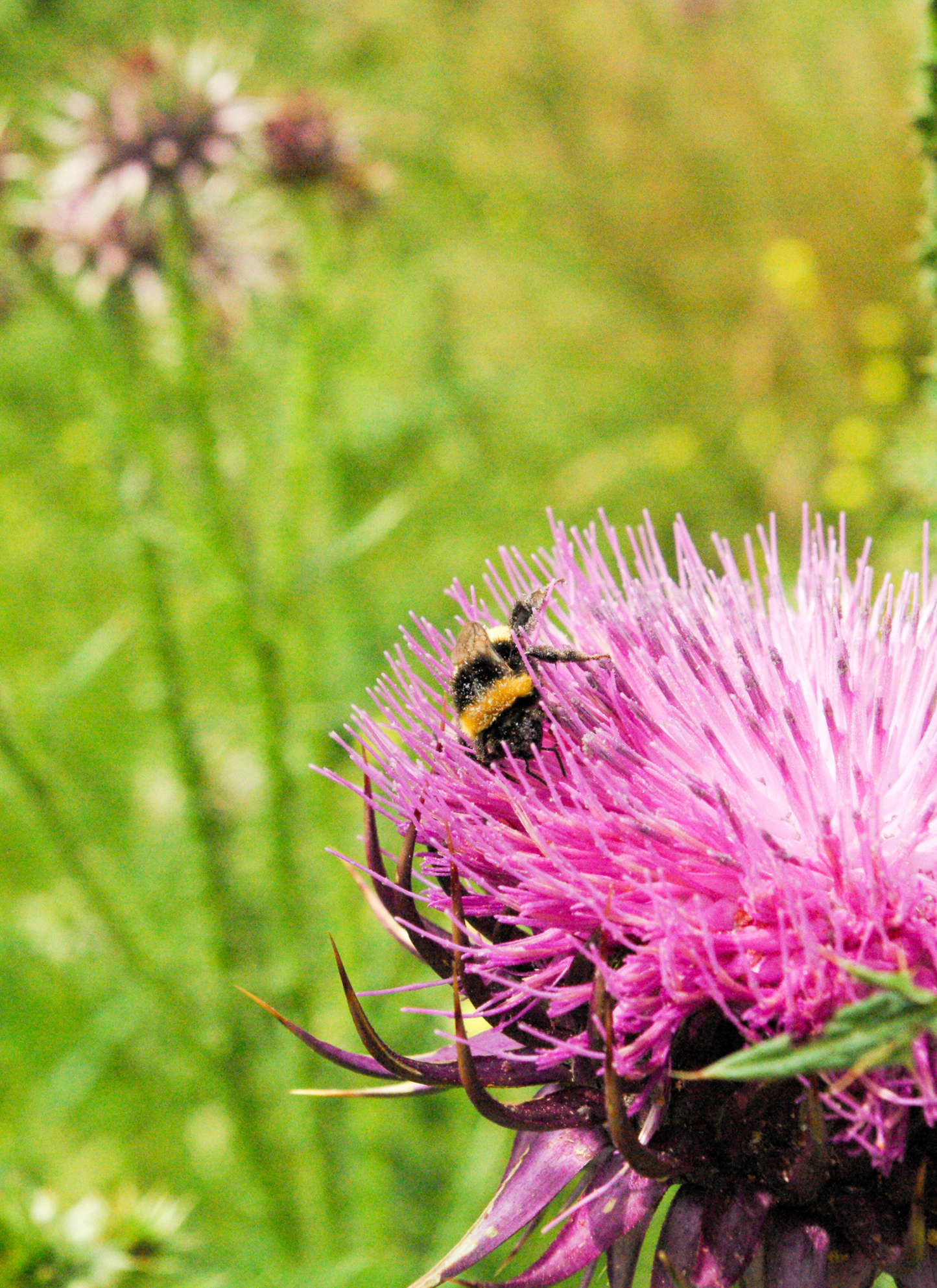 Bee on Thistle – Paint by Numbers Kit