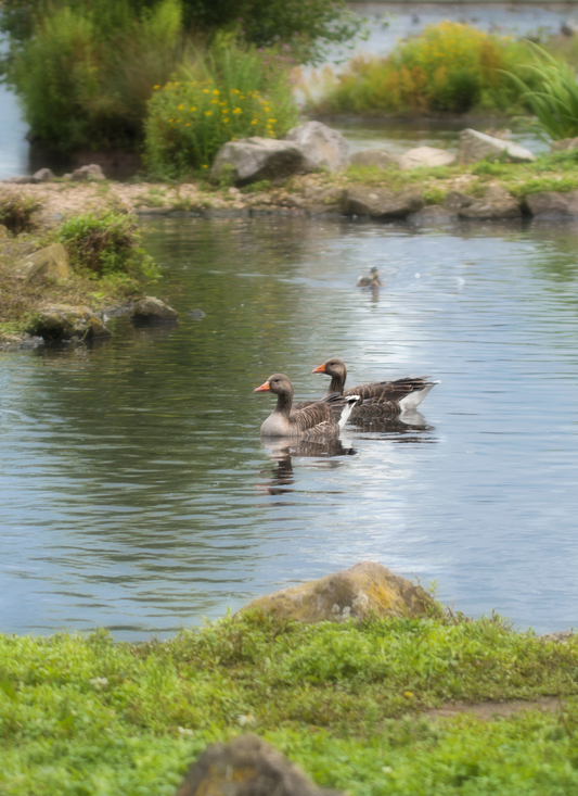Peaceful Pond Pair – Paint by Numbers Kit