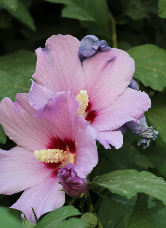 Lavender Hibiscus Bloom – Paint by Numbers Kit