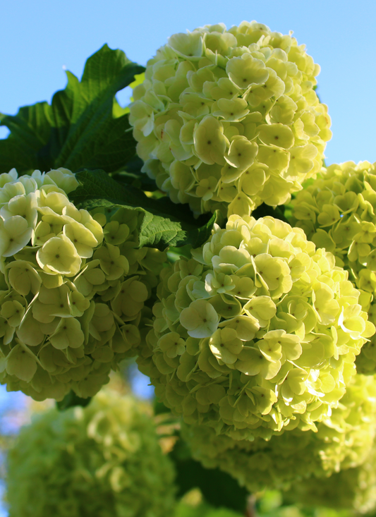 Golden Hydrangeas in Bloom – Paint by Numbers