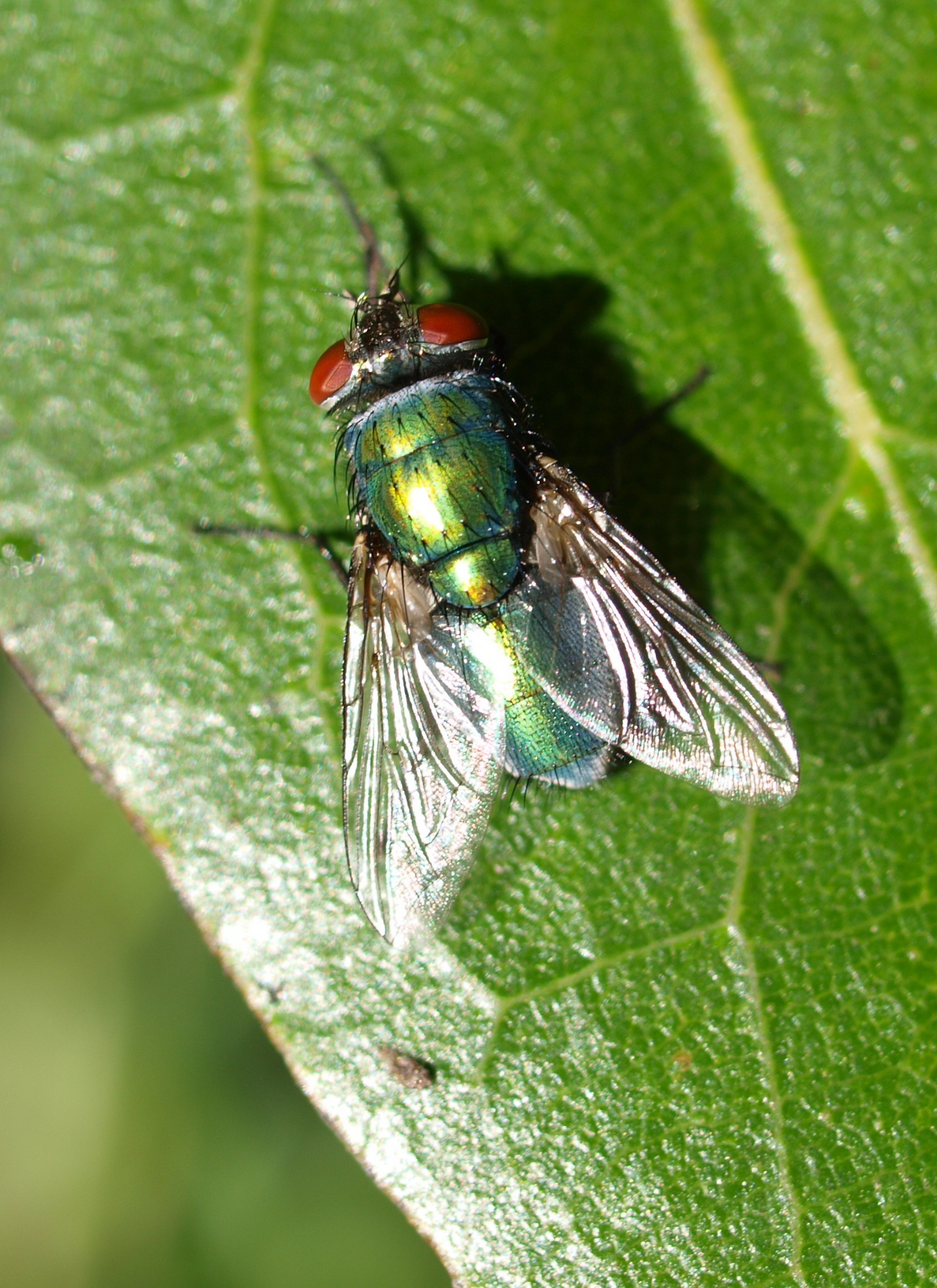 Iridescent Fly - Paint by Numbers Kit