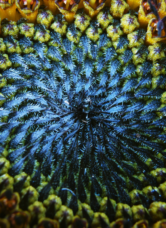 Sunflower Spiral - Paint by Numbers