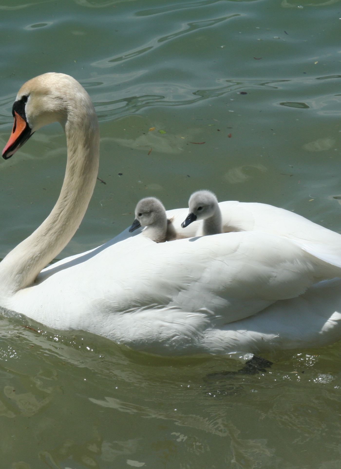 Swan with Cygnets – Paint by Numbers Kit
