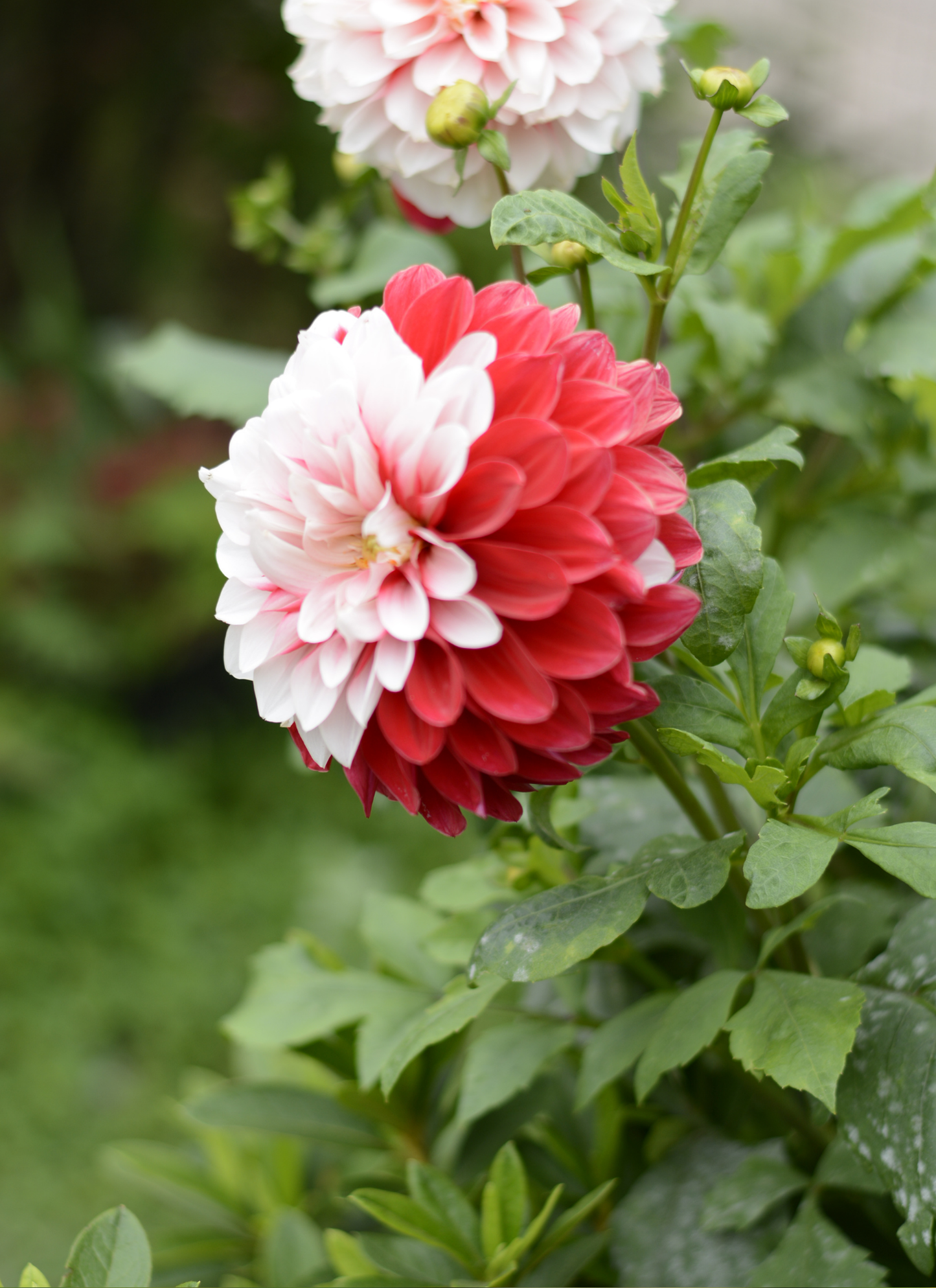 Red and White Dahlia – Paint by Numbers
