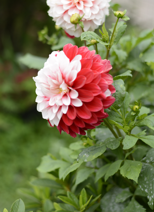 Red and White Dahlia – Paint by Numbers