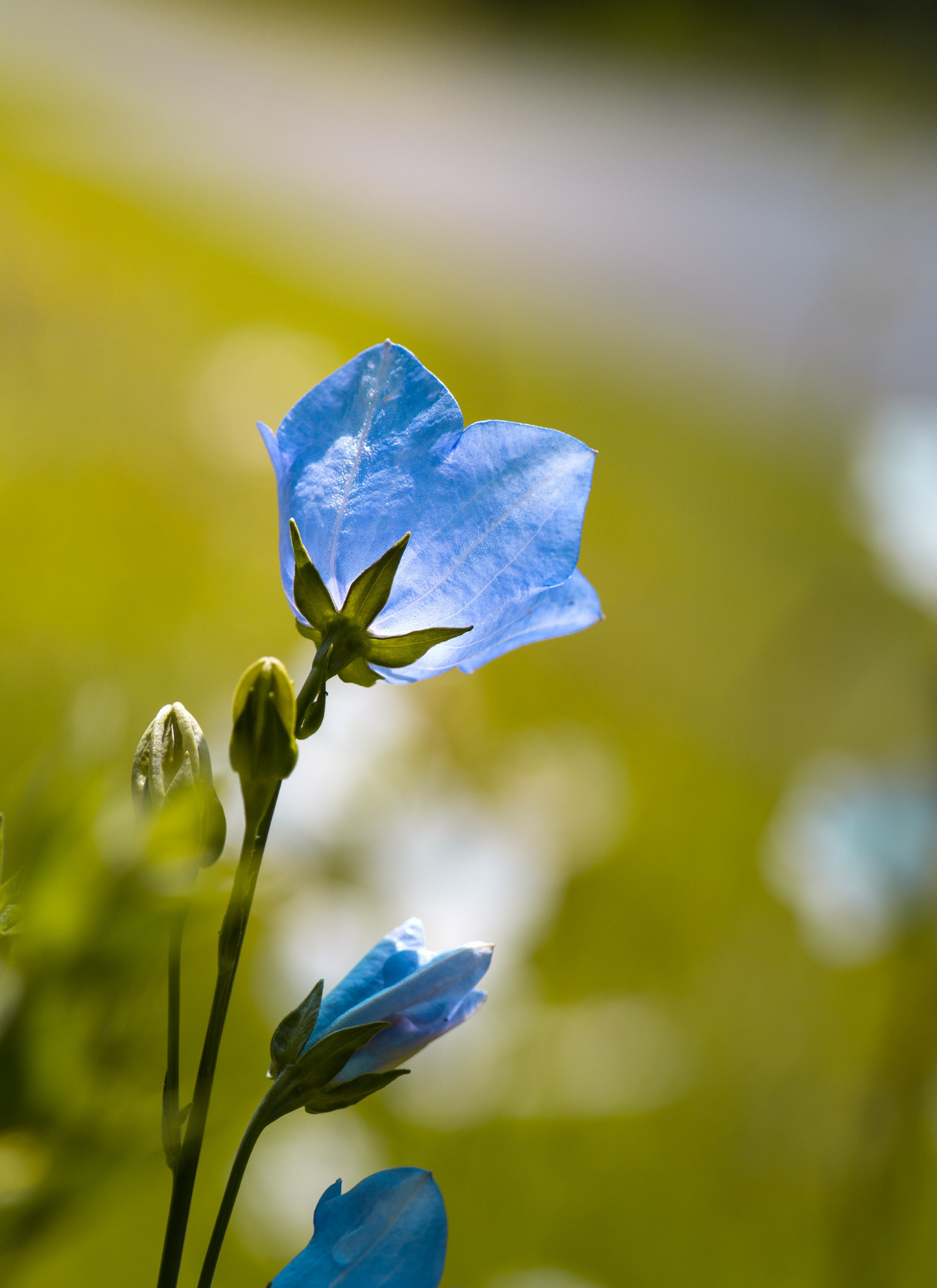 Blue Bell Blossom – Paint by Numbers