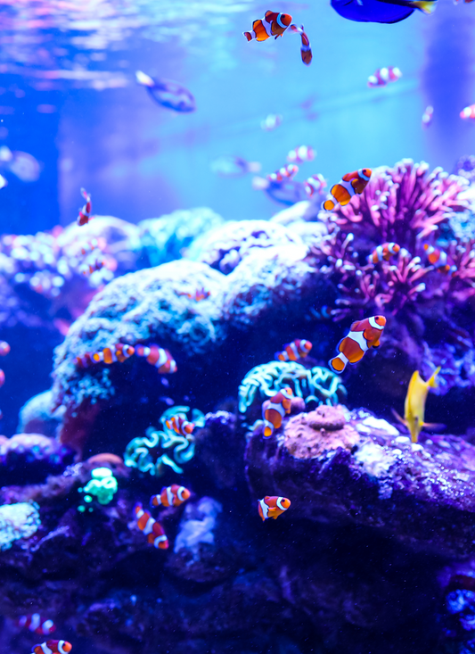 Clownfish Reef Life – Paint by Numbers Kit
