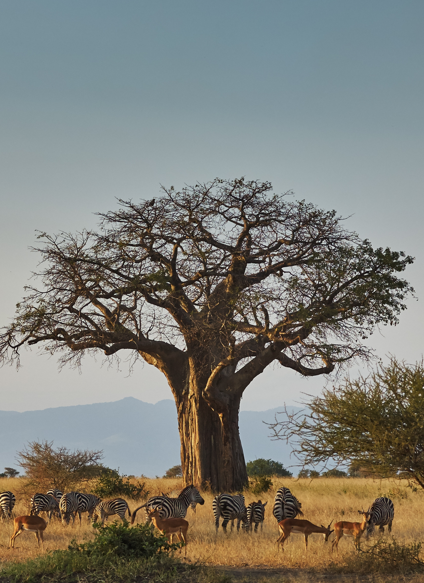 Savannah Serenity – Paint by Numbers Kit