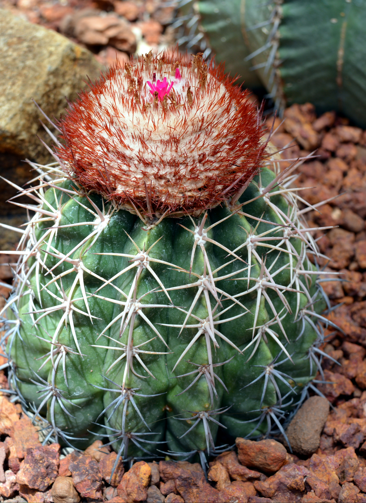 Cactus Bloom – Paint by Numbers Kit