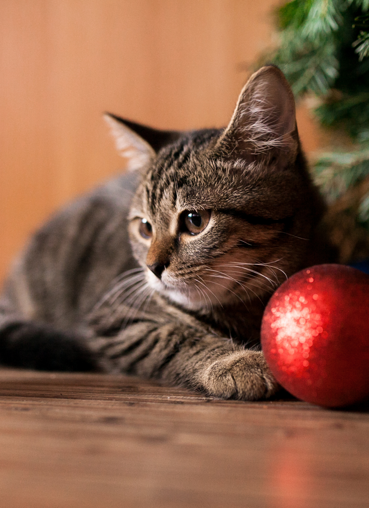Festive Feline – Paint by Numbers Kit